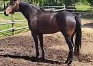 Warmblood - Horse for Sale in Clinton, BC V0K 1K0 Warmblood - Horse for Sale in Clinton, BC V0K 1K0