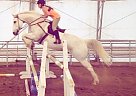 Appaloosa - Horse for Sale in Idaho Falls, ID 83404 Appaloosa - Horse for Sale in Idaho Falls, ID 83404