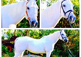 Appaloosa (Appaloosa, Gelding) in Idaho Falls, ID