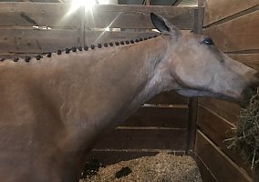 Quarter Horse (Quarter Horse, Gelding) in Bay St Louis, MS