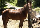 Other - Horse for Sale in Manchester, KY 40962