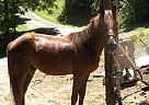 Other - Horse for Sale in Manchester, KY 40962 Other - Horse for Sale in Manchester, KY 40962