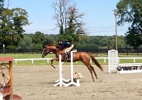 Thoroughbred (Thoroughbred, Mare) in The Plains, VA