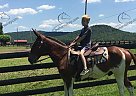 Money - Gelding in Owingsville, KY Money - Gelding in Owingsville, KY