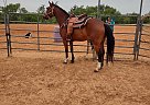 Quarter Horse - Horse for Sale in Decatur, TX 76234