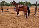 Quarter Horse - Horse for Sale in Decatur, TX 76234 Quarter Horse - Horse for Sale in Decatur, TX 76234