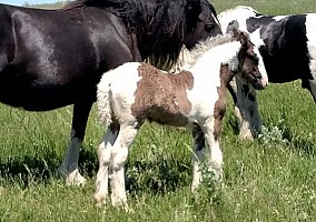Gypsy Vanner