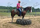 Comet - Gelding in Yosemite, KY Comet - Gelding in Yosemite, KY