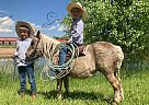 Waffles - Gelding in Fort Collins, CO Waffles - Gelding in Fort Collins, CO