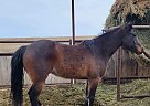 Other - Horse for Sale in Sebeka, MN 56477