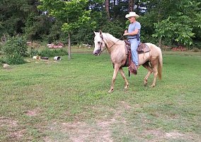Paso Fino (Paso Fino, Mare) in Logansport, LA, LA