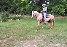 Paso Fino - Horse for Sale in Logansport, LA, LA 71049