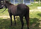 Quarter Horse - Horse for Sale in Houston, TX 77423