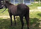 Quarter Horse - Horse for Sale in Houston, TX 77423 Quarter Horse - Horse for Sale in Houston, TX 77423