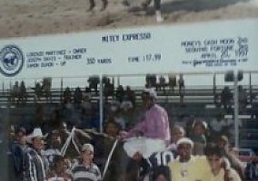 Quarter Horse (Quarter Horse, Mare) in Houston, TX