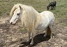 Miniature - Horse for Sale in Pine Log, GA 30171 Miniature - Horse for Sale in Pine Log, GA 30171