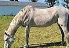 Standardbred - Horse for Sale in Dahinda, IL 61428 Standardbred - Horse for Sale in Dahinda, IL 61428