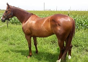 Quarter Horse (Quarter Horse, Mare) in Belton, TX