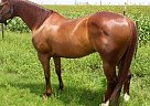 Quarter Horse - Horse for Sale in Belton, TX 76513