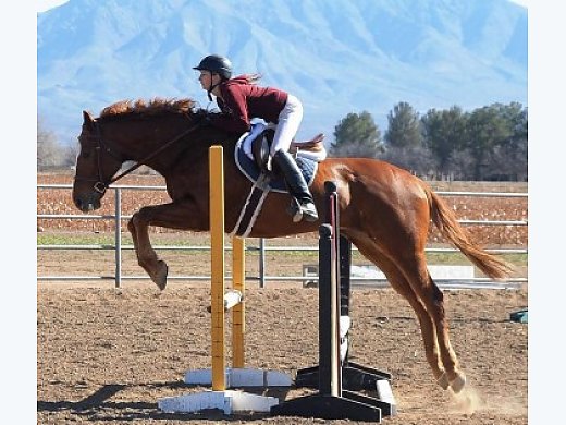 TB Jumper/Eventer for Sale. Perfect Children's Horse