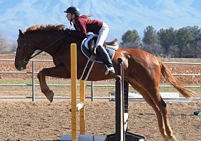 Thoroughbred (Thoroughbred, Gelding) in Bosque Farms, NM