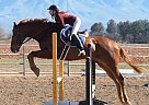 Thoroughbred - Horse for Sale in Bosque Farms, NM 87068