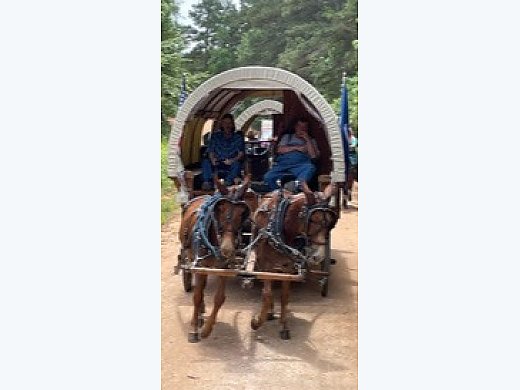 Team Of Mules