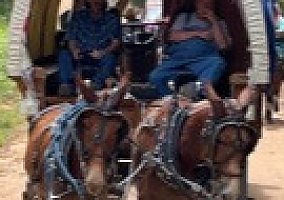 Mule (Mule, Gelding) in Lake Charles, LA