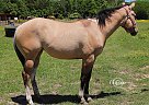 Bombshell - Mare in Plain Dealing, LA Bombshell - Mare in Plain Dealing, LA