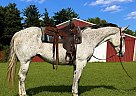 Quarter Horse - Horse for Sale in Walkerton, IN 46574