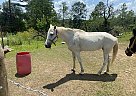 Tennessee Walking - Horse for Sale in Falkner, MS 38629 Tennessee Walking - Horse for Sale in Falkner, MS 38629
