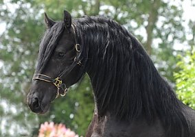 Future TOP Sport Horse! Bieuwe