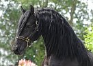 Future TOP Sport Horse! Bieuwe
