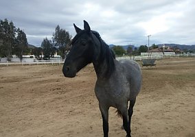 Blue Roan A Metallic Blue