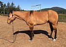 2009 Reg Dun QH Gelding 15'3 Slo... Dun Justin Time