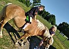 Misty - Mare in Hamersville, OH Misty - Mare in Hamersville, OH