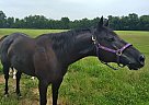 Tessa - Mare in Hamersville, OH Tessa - Mare in Hamersville, OH
