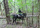 - Stallion in Klamath Falls, OR - Stallion in Klamath Falls, OR