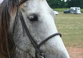Registered NFQHA, AQHA Gelding Quarter Horse Stallion