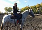 YOR Tiny Dancer Appaloosa Mare