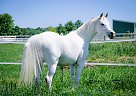 Noble - Gelding in Buckeye Lake, OH Noble - Gelding in Buckeye Lake, OH
