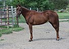 Quarter Horse - Horse for Sale in Fort Collins, CO 37091