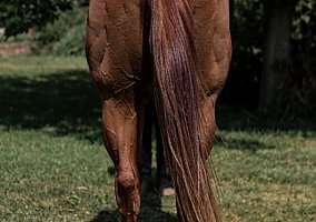 Quarter Horse (Quarter Horse, Stallion) in Eaton Rapids, MI