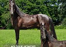 Tennessee Walking - Horse for Sale in HUSTONVILLE, KY 40437