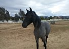 Tennessee Walking - Horse for Sale in Hemet, CA 92543