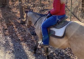 Quarter Horse (Quarter Horse, Gelding) in Fairland, IN