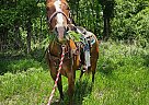 Quarter Horse - Horse for Sale in Sebeka, MN 56477