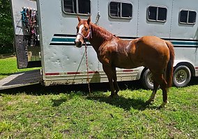 Cash (Quarter Horse, Gelding) in Sebeka, MN