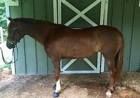 Welsh Pony and Cob (Welsh Pony and Cob, Mare) in Monroe, GA