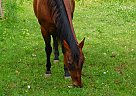 Quarter Horse - Horse for Sale in N HAVERHILL, NH 03774 Quarter Horse - Horse for Sale in N HAVERHILL, NH 03774